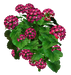 Цветы в PNG
