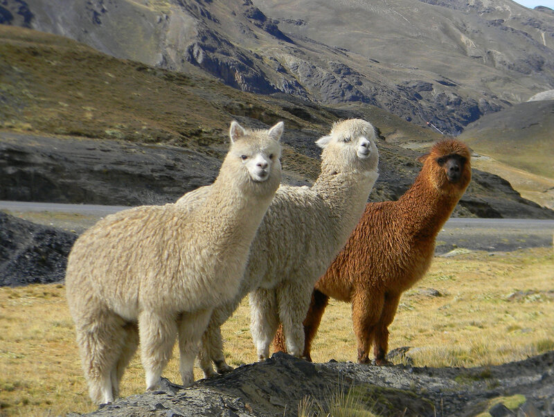 Animal latin. Чили ламы. Лама альпака гуанако Викунья. Лама гуанако в Южной Америке. Альпака в Андах.